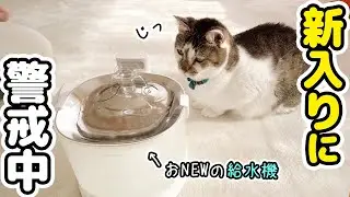 のんびり休日、愛猫たちに新入りグッズを買ってきたら‥