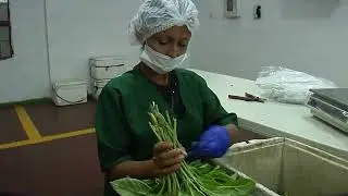 31 DIC MIERCOLES   CAP 2   PRODUCCI&Oacute;N DE ALBAHACA ORG&Aacute;NICA NUFARM    ARMERO   GUAYABAL 1