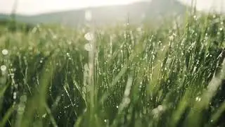 Morning Dew Grass After Rain 4K Free Background Videos, No Copyright | All Background Videos