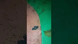 Ants go marching one by one Horaa horaaa