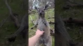 Slightly different version of the Joey Attacks video. #australia #kangaroo #animal #baby #cute  #roo