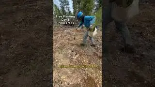 104$ an hour planting trees