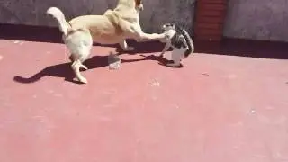 Gran Pelea de Perro con Gato