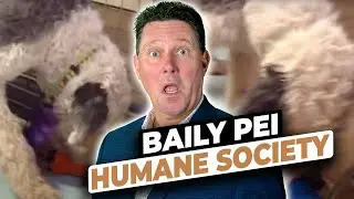 Baily at the PEI Humane Society