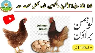 Lohmann brown hen | Lohmann black hens for sale in Pakistan | Lohman@everbrownfarms