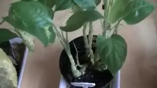 Growing Plants in Magnetic Fields Jan 2015 Update