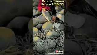 Prince mamun likee 2021