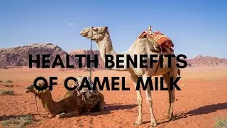 || Health Benefits of Camel Milk ||