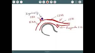 Vascular access - Femoral artery & vein