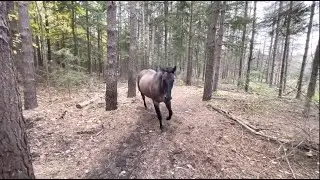 A Horse kicks tree, farts on dog and runs off : IRL