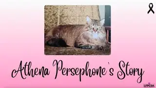 Solensia Experiences - Athena Persephone's Story