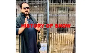 Snow White lioness ki 20 din say 3.5 saal ki history
