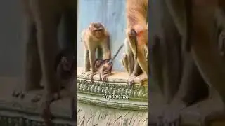 The monkey pushed the baby from a height.