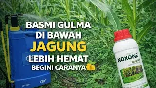 CARA HEMAT BASMI GULMA DI BAWAH JAGUNG//WPPERTANIAN