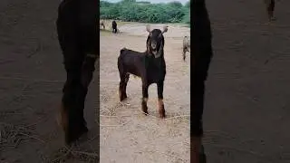 Top Nachi breeder in world #breeder #goat #farming #shorts #viral #trending #drwaqasofficial