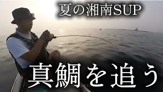 夏の湘南SUP『真鯛を追う』