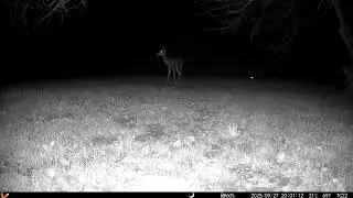 Archive Files of Trail Camera 2 Compilation 20250929 F