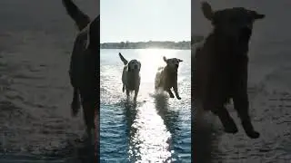 watch out how this two dogs are having fun in the beach ⛱️🏖️ like and subscribe peace and love