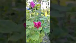 #Bangladesh_Natural_Study_Park #Park #shorts #shortsvideos #nature #naturephotography 