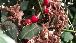 Ormanların Zehirli Meyvesi Dolanga&ccedil; Dioscorea comminus