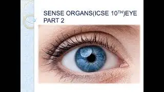 Sense Organ I Eyes I Part 2 I ICSE I Biology I Chinmoyee's Biology