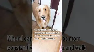 Beagles Puppy Reaction to Silly words ✨ separation anxiety ￼✨