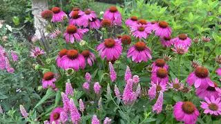 Peaceful Cottage Garden Tour June 2021
