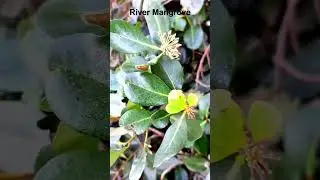 River Mangrove