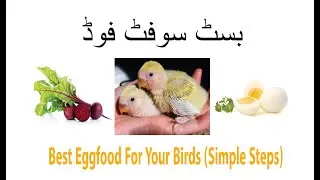 Best Egg Food for Your Lovebirds (Simple Steps) | Breeding Tips | Mdi Birds