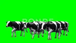 Cows Walking Green Screen Animation