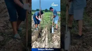 Farming for beginners: a simple guide to yam farming