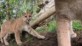 Rescued Cougar Cubs Come Out To Play