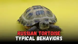Типичное поведение русской сухопутной черепахи, стоимость покупки, рацион, аквариум, руководство ...