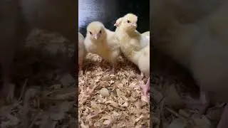 Four-day-old baby chicks on Golden Hill Farm//