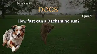 Dog Fact 62 - How fast can a Dachshund run?