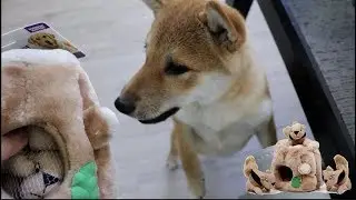 Amazon's Choice Dog Toy - my dog went crazy