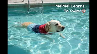 From Floatie Fears to Pool Pals: A Yellow Lab's Swim Triumph!