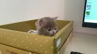 Adorable kitten tells dad, 