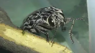 ИНСЕКТАРИЙ: 38. Большая Сосновая Златка (Chalcophora mariana)