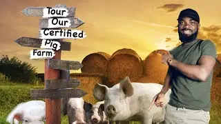 FINALLY Our Pigs are in  //  How a 1000 Pig Farm Journey Just Started