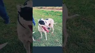regalones del corralito  #galgos #cazadeliebre