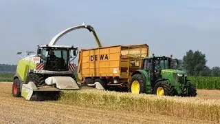 Claas Jaguar 970 & Direct Disc 520 - Loonw. De Ketelaere-Buyse - tarwe hakselen