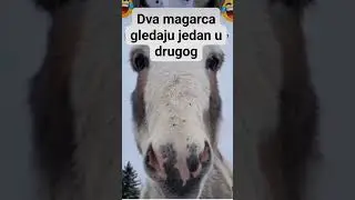 magarac #animals #reels #funny