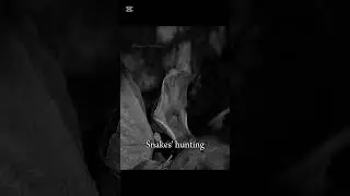 Snakes' hunting🐍☠️#information #facts #info #lifeinformation #animals #snake #snakes #hunting