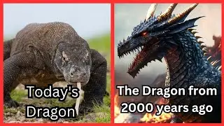Dragons are surviving in Amazon Rainforest Let's find