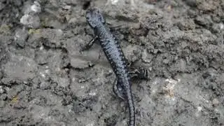 Alpensalamander