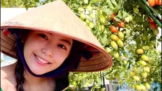 Lọ Lem thu hoạch Cóc và Cà Chua Bi sai trĩu quả