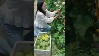 Eating cucumber natural so fresh with beautiful natural landscape garden #fresh #yummy #2024 #life