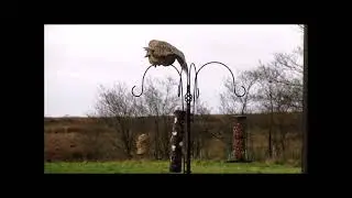 Funny Pheasant On Bird Feeder - Thinks She's a Brolly!