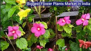 Galiff Street Flower Plants Market Visit & Price Update || Largest Flower Plants Market In India